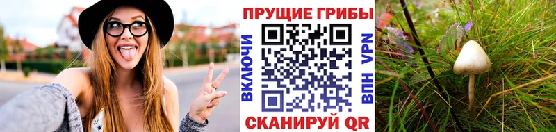 хочу   Полтавская  Псилоцибиновые грибы Cubensis 